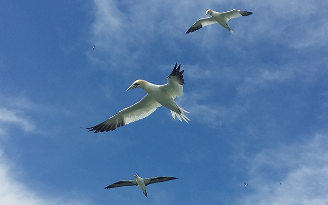 The freedom of Gannets Standing barefoot on the grassy clifftop, looking down at the turquoise of the sea...