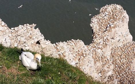 Spiritual poetry. Mindful compassion. Gannet colony.