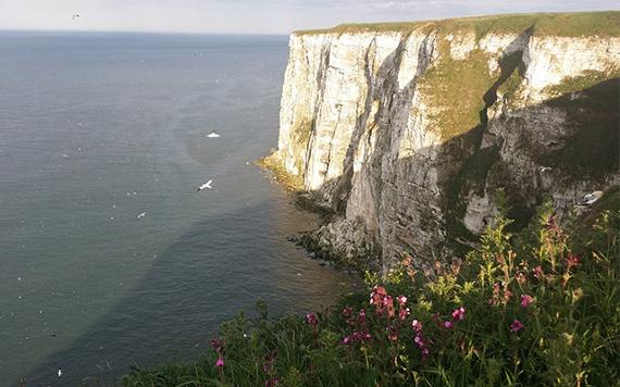 Spiritual poetry. Mindful compassion. Gannets flying over cliffs