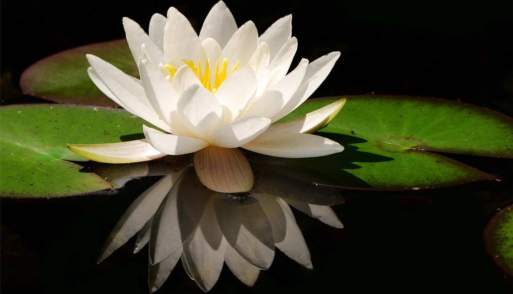Spiritual poetry - Barbara Payman. Meditation, mindfulness & compassion. Lotus flower and reflection.