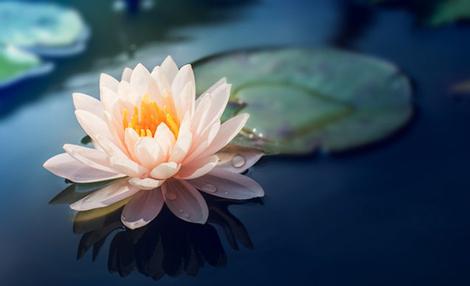 Spiritual poetry with Barbara Payman. Personal development work. Water lily.