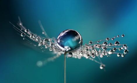 Spiritual poetry with Barbara Payman. Meditation and compassion. Dandelion with water droplet.