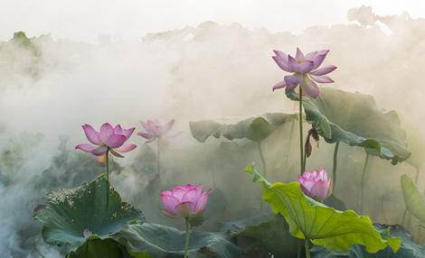 Spiritual poetry with Barbara Payman. Ceremony officiator. Water lilies in bloom.